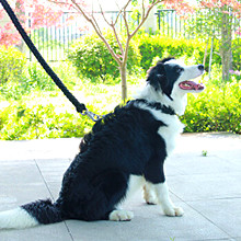 Caminhando 7 a corda de Paracord do paraquedas 550 das costas 100 Ft 2